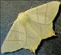 1922 (70.243) Swallow-tailed Moth